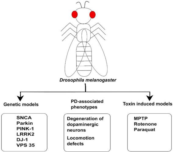 https://cdn.ncbi.nlm.nih.gov/pmc/blobs/a9b1/9632658/5273765272fa/fnagi-14-986849-g002.jpg
