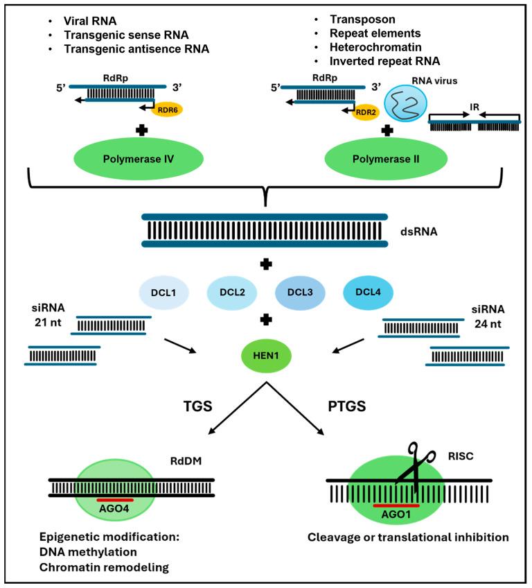 https://cdn.ncbi.nlm.nih.gov/pmc/blobs/a9c1/11855876/82a0a8c3bfe4/ijms-26-01624-g003.jpg