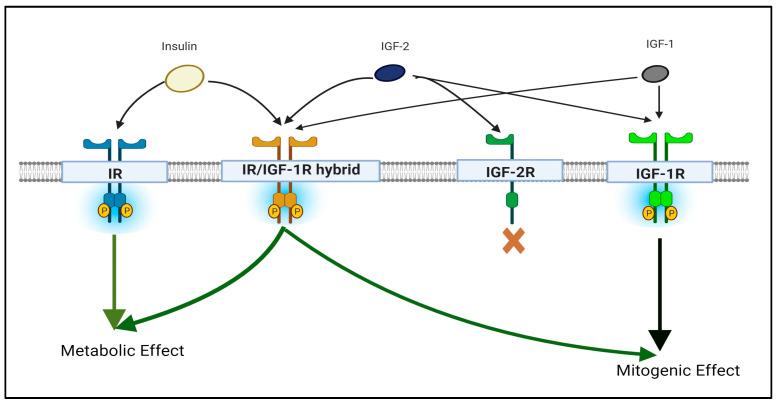 https://cdn.ncbi.nlm.nih.gov/pmc/blobs/a9c3/10967781/b427f152b557/biomedicines-12-00563-g001.jpg