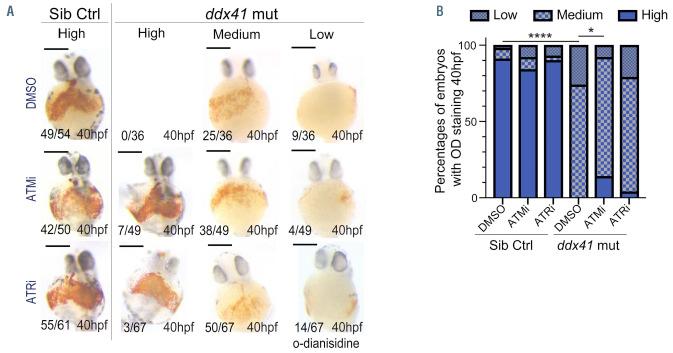 https://cdn.ncbi.nlm.nih.gov/pmc/blobs/a9f1/8883538/e240b72e9e63/107644.fig6.jpg