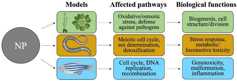 https://cdn.ncbi.nlm.nih.gov/pmc/blobs/aa00/9031840/2b3d3aab3175/nanomaterials-12-01247-g002.jpg