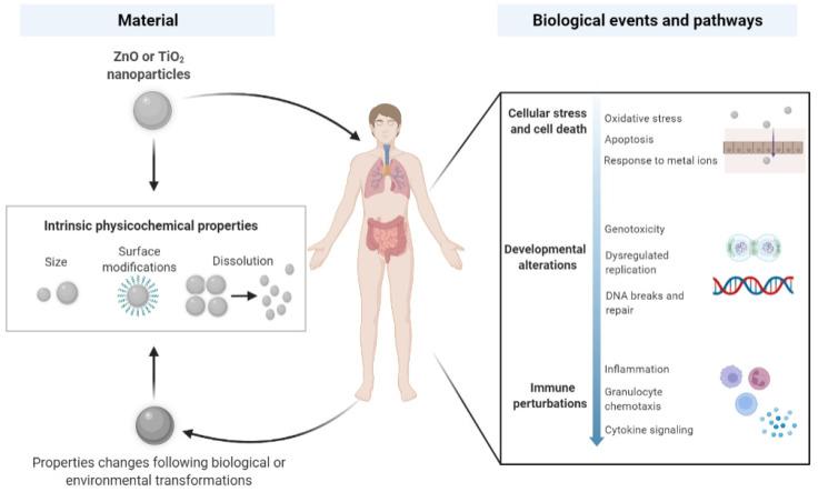 https://cdn.ncbi.nlm.nih.gov/pmc/blobs/aa00/9031840/46d2ba7a4d7f/nanomaterials-12-01247-g001.jpg