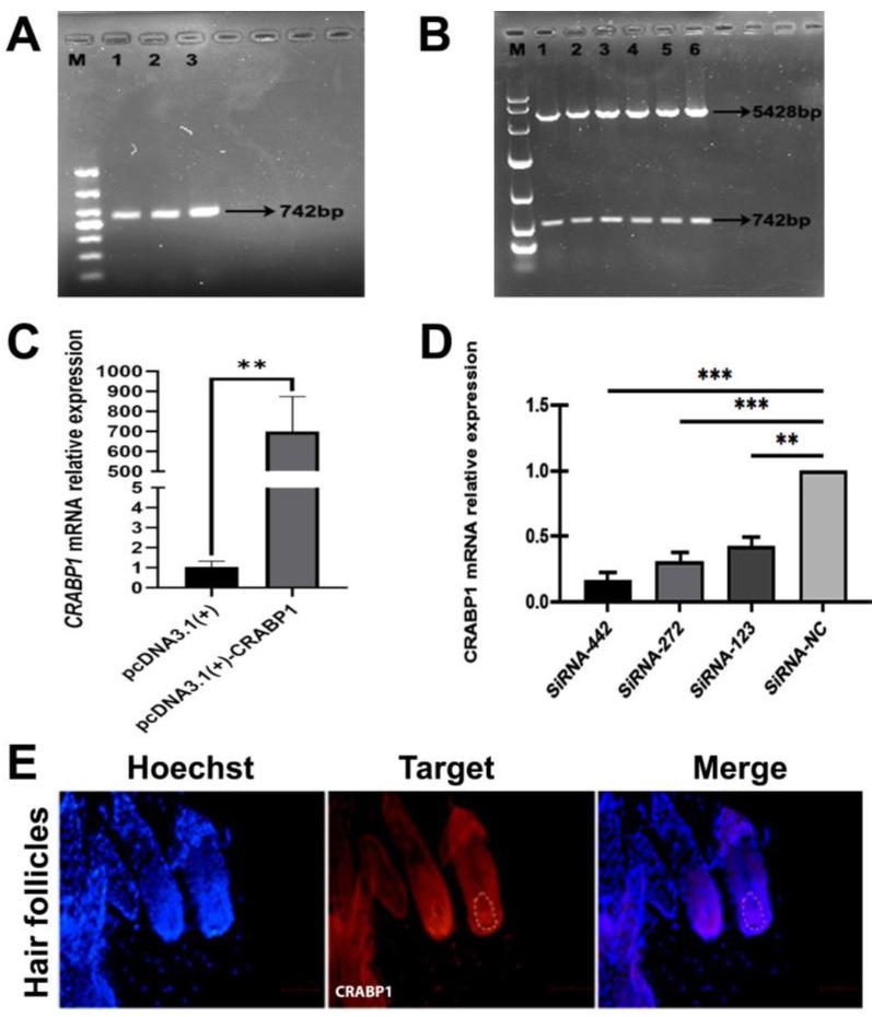 https://cdn.ncbi.nlm.nih.gov/pmc/blobs/aa03/11507202/1c5550a2a53c/genes-15-01291-g001.jpg