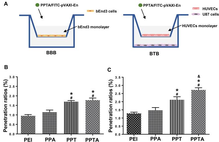 https://cdn.ncbi.nlm.nih.gov/pmc/blobs/aa25/7669533/9753ed7148b5/IJN-15-8875-g0006.jpg