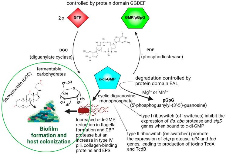 https://cdn.ncbi.nlm.nih.gov/pmc/blobs/aa4d/10534356/e0acc0e71572/microorganisms-11-02161-g001.jpg