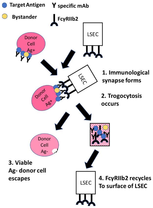 https://cdn.ncbi.nlm.nih.gov/pmc/blobs/aa57/9326535/d32f8a5c0350/antibodies-11-00045-g001.jpg