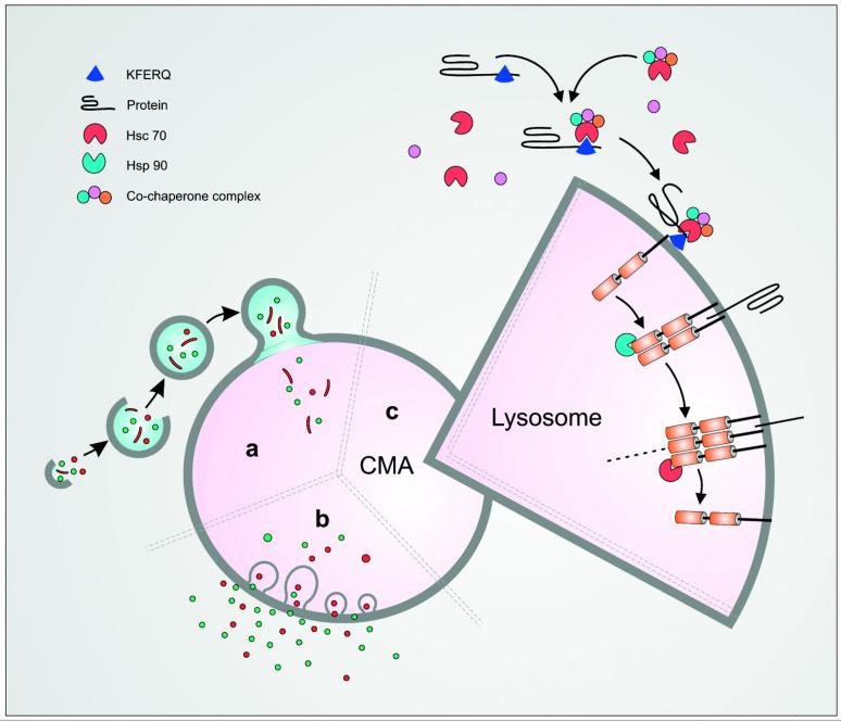 https://cdn.ncbi.nlm.nih.gov/pmc/blobs/aa8c/9406970/b8d6ef4f9920/cells-11-02562-g001.jpg