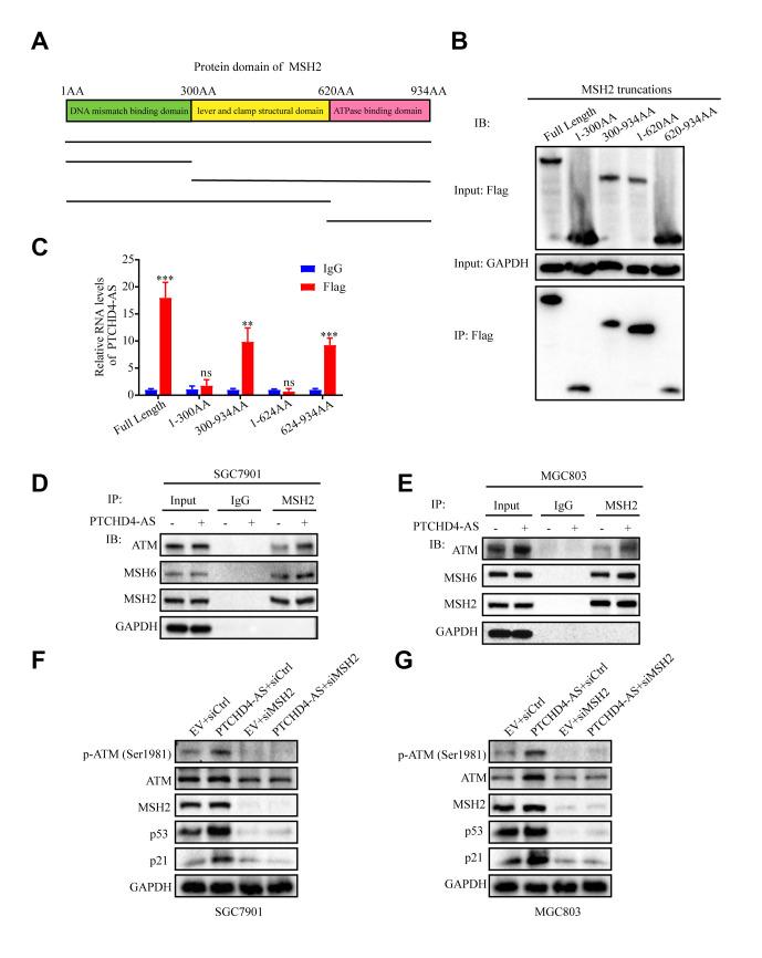 https://cdn.ncbi.nlm.nih.gov/pmc/blobs/aace/10713396/1fc5f4c4c256/aging-15-205329-g005.jpg