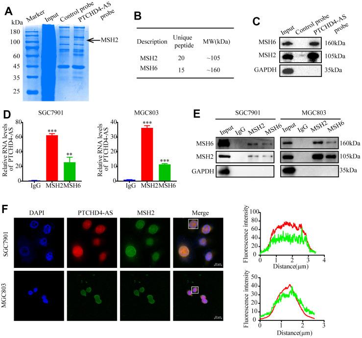 https://cdn.ncbi.nlm.nih.gov/pmc/blobs/aace/10713396/71492c4716b0/aging-15-205329-g003.jpg