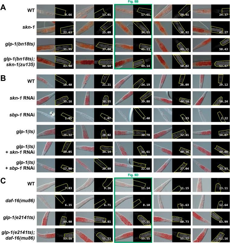 https://cdn.ncbi.nlm.nih.gov/pmc/blobs/aade/4541496/1d3d1d261b45/elife-07836-fig5-figsupp1.jpg