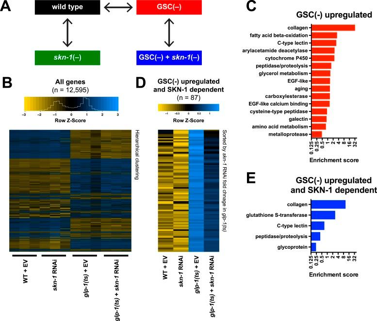 https://cdn.ncbi.nlm.nih.gov/pmc/blobs/aade/4541496/c57e80cf57af/elife-07836-fig3.jpg