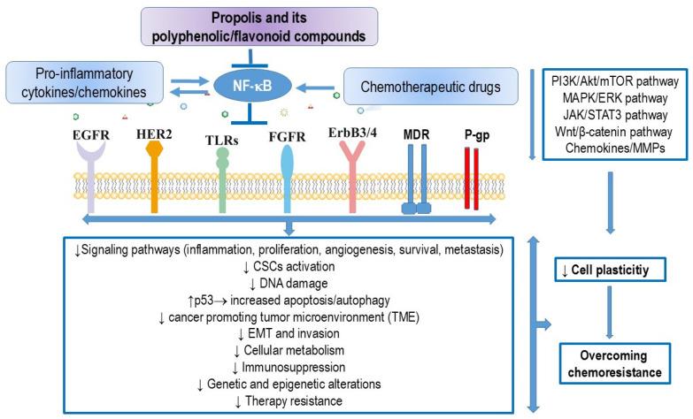 https://cdn.ncbi.nlm.nih.gov/pmc/blobs/aae3/11547968/089134e1a03c/nutrients-16-03741-g003.jpg