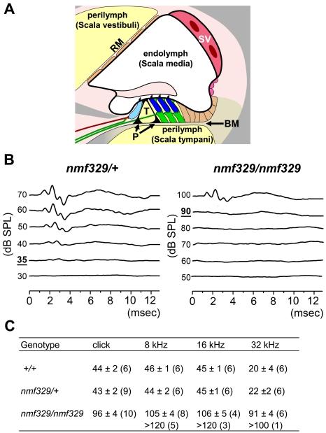 https://cdn.ncbi.nlm.nih.gov/pmc/blobs/aaf2/2720454/c0c230ddbb39/pgen.1000610.g001.jpg