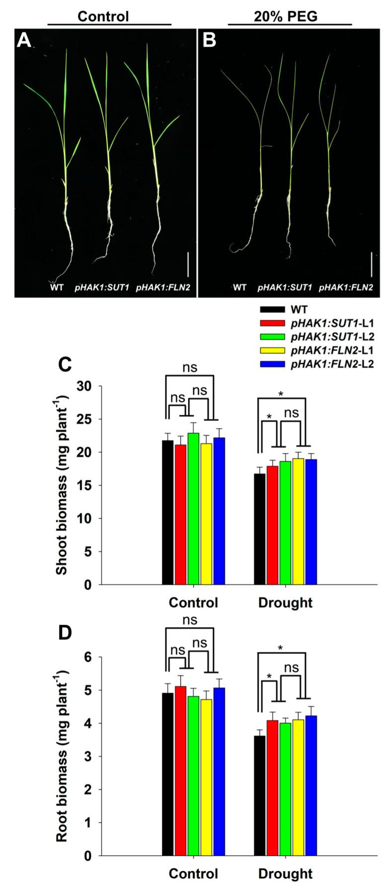 https://cdn.ncbi.nlm.nih.gov/pmc/blobs/aafb/10889344/59b27c5b4f8d/ijms-25-02158-g003.jpg