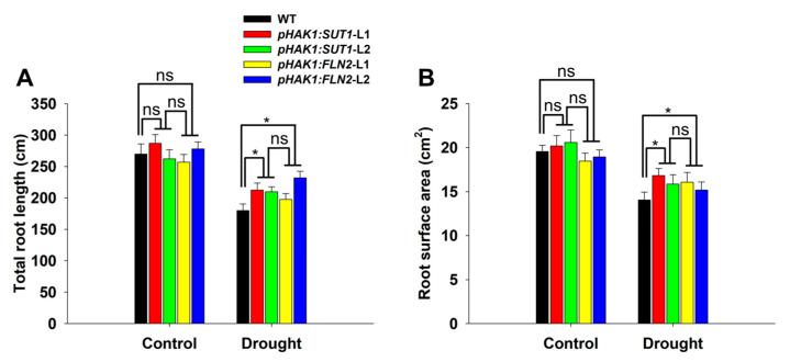 https://cdn.ncbi.nlm.nih.gov/pmc/blobs/aafb/10889344/8c7245fe249c/ijms-25-02158-g006.jpg