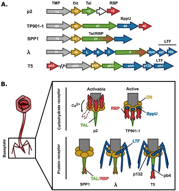 https://cdn.ncbi.nlm.nih.gov/pmc/blobs/aafd/9863714/e367938eefc4/viruses-15-00196-g004.jpg