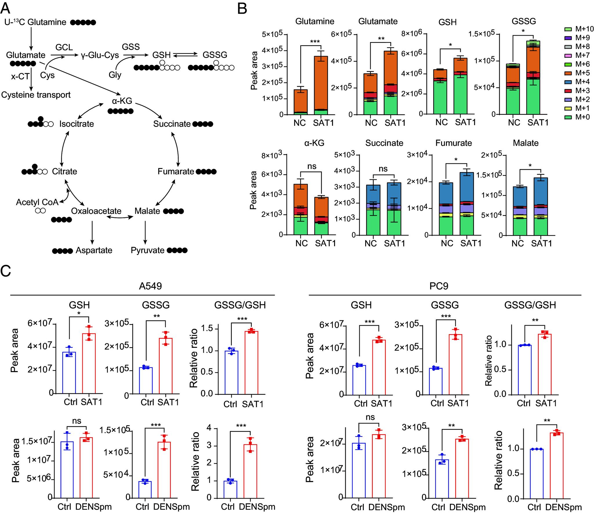 https://cdn.ncbi.nlm.nih.gov/pmc/blobs/ab01/10990097/b7bde07b5b19/pnas.2319429121fig03.jpg
