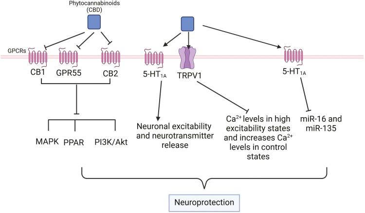 https://cdn.ncbi.nlm.nih.gov/pmc/blobs/ab31/11878560/31dd59a22463/pyae064_fig4.jpg
