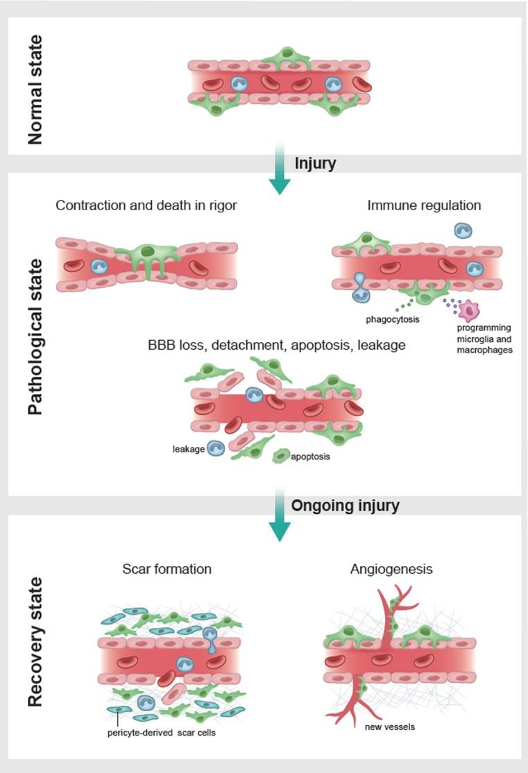 https://cdn.ncbi.nlm.nih.gov/pmc/blobs/ab35/6132947/22a012bdb350/401_2018_1893_Fig3_HTML.jpg