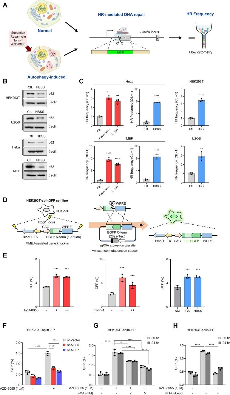 https://cdn.ncbi.nlm.nih.gov/pmc/blobs/ab3d/11997770/ca9601f50e80/gkaf258fig1.jpg