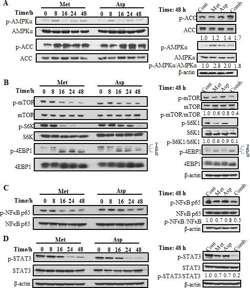 https://cdn.ncbi.nlm.nih.gov/pmc/blobs/aba4/4673260/bdd0612bfcc8/oncotarget-06-21208-g002.jpg
