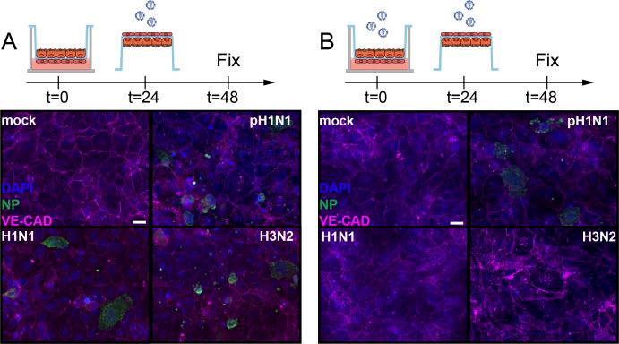 https://cdn.ncbi.nlm.nih.gov/pmc/blobs/abb6/10114347/1ad96dae1d84/LSA-2022-01837_FigS4.jpg