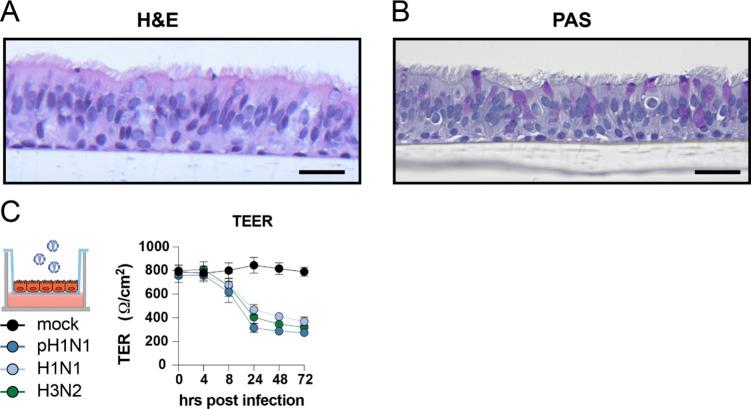 https://cdn.ncbi.nlm.nih.gov/pmc/blobs/abb6/10114347/bad9b5c66ed3/LSA-2022-01837_FigS2.jpg