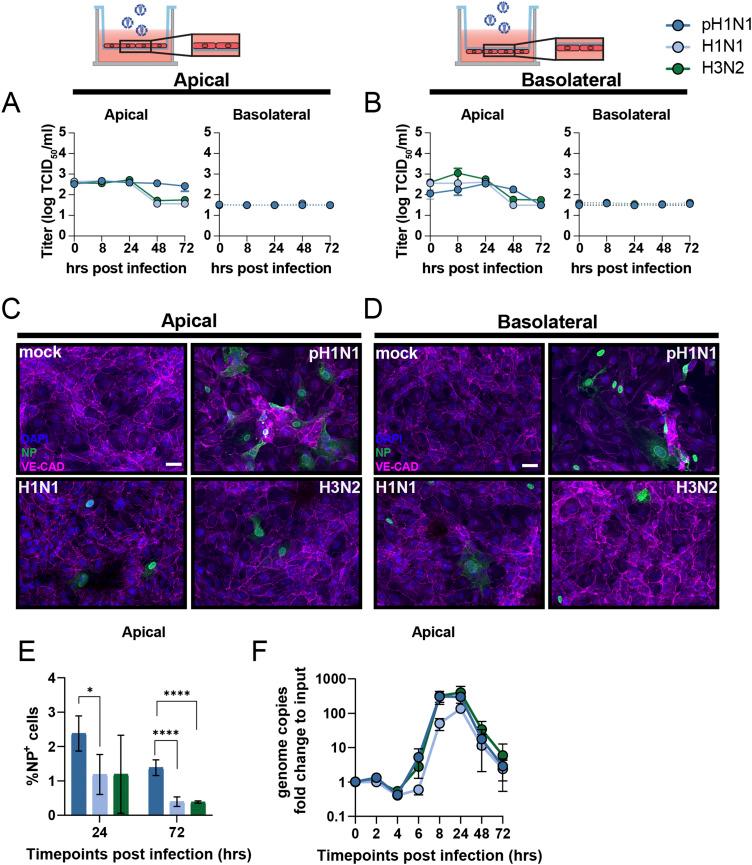 https://cdn.ncbi.nlm.nih.gov/pmc/blobs/abb6/10114347/e77c89dd3a5b/LSA-2022-01837_Fig1.jpg