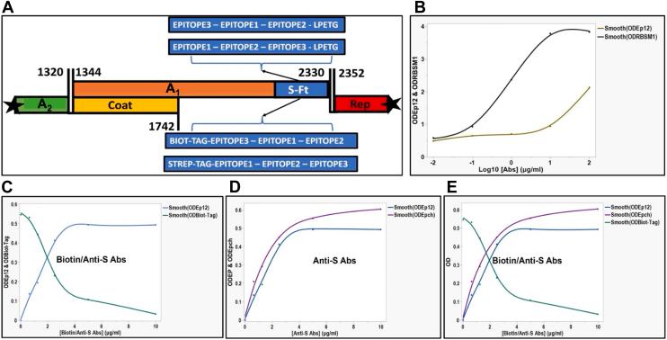 https://cdn.ncbi.nlm.nih.gov/pmc/blobs/abc1/12274811/e05d3b3cc209/gr6.jpg