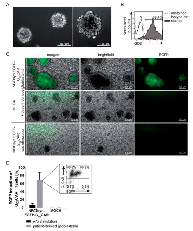 https://cdn.ncbi.nlm.nih.gov/pmc/blobs/abc7/7072617/bcfea00b65d9/cancers-12-00375-g004.jpg