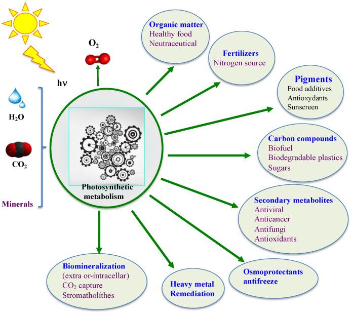 https://cdn.ncbi.nlm.nih.gov/pmc/blobs/abca/10295655/f5cf95781017/antioxidants-12-01199-g002.jpg