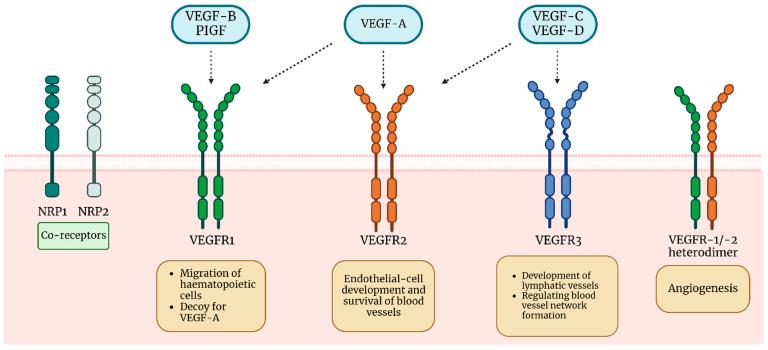 https://cdn.ncbi.nlm.nih.gov/pmc/blobs/abf5/10177218/95b001c1a953/cells-12-01326-g001.jpg