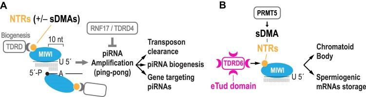 https://cdn.ncbi.nlm.nih.gov/pmc/blobs/abf6/11194079/449b7ee29761/gkae193fig6.jpg