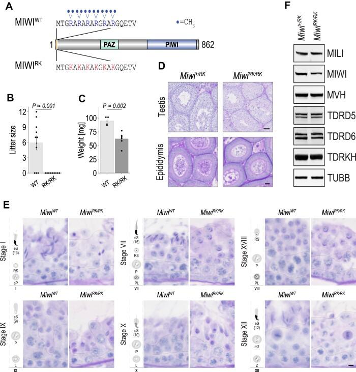https://cdn.ncbi.nlm.nih.gov/pmc/blobs/abf6/11194079/469adc85a1b8/gkae193fig1.jpg