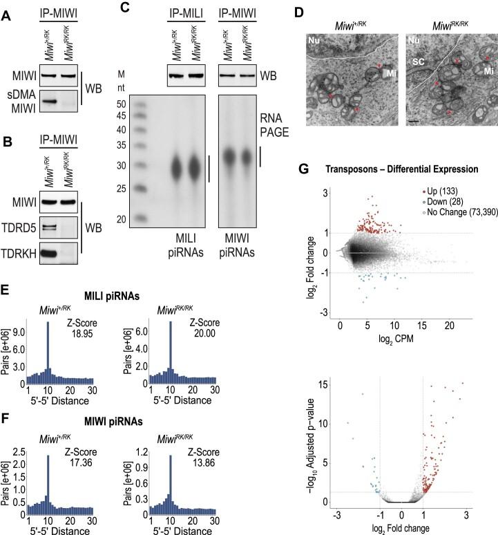 https://cdn.ncbi.nlm.nih.gov/pmc/blobs/abf6/11194079/f292a629dfd2/gkae193fig2.jpg