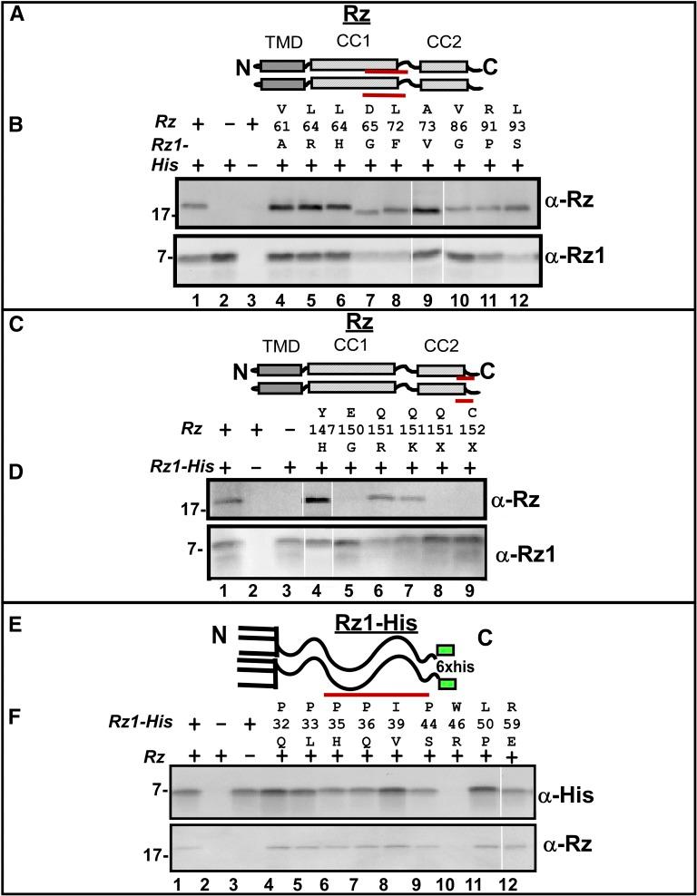 https://cdn.ncbi.nlm.nih.gov/pmc/blobs/ac15/5295617/9350357c8f12/741f6.jpg