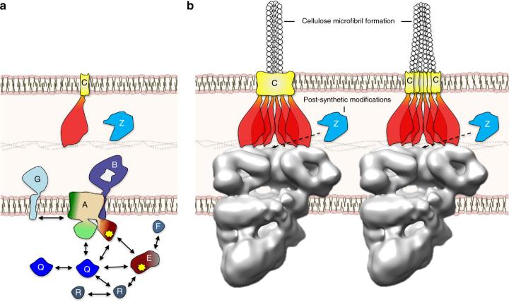 https://cdn.ncbi.nlm.nih.gov/pmc/blobs/ac23/5727187/3dd693c32a24/41467_2017_1523_Fig4_HTML.jpg