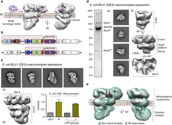 https://cdn.ncbi.nlm.nih.gov/pmc/blobs/ac23/5727187/71ed4ffc0091/41467_2017_1523_Fig3_HTML.jpg