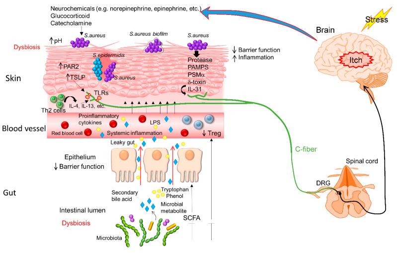 https://cdn.ncbi.nlm.nih.gov/pmc/blobs/ac29/9736894/03b642077b63/cells-11-03930-g001.jpg