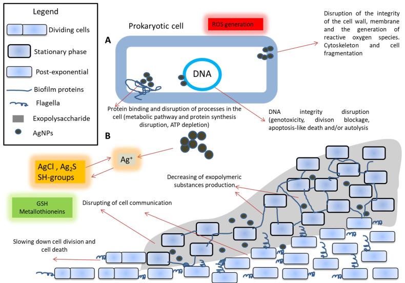 https://cdn.ncbi.nlm.nih.gov/pmc/blobs/ac2c/9268453/be78aca79627/nanomaterials-12-02183-g002.jpg