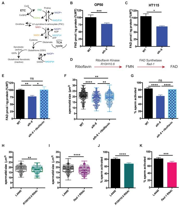 https://cdn.ncbi.nlm.nih.gov/pmc/blobs/ac39/7032928/66e177294561/elife-52899-fig4.jpg