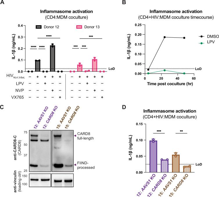 https://cdn.ncbi.nlm.nih.gov/pmc/blobs/ac55/12169848/0fac026e3d29/elife-102676-fig4.jpg