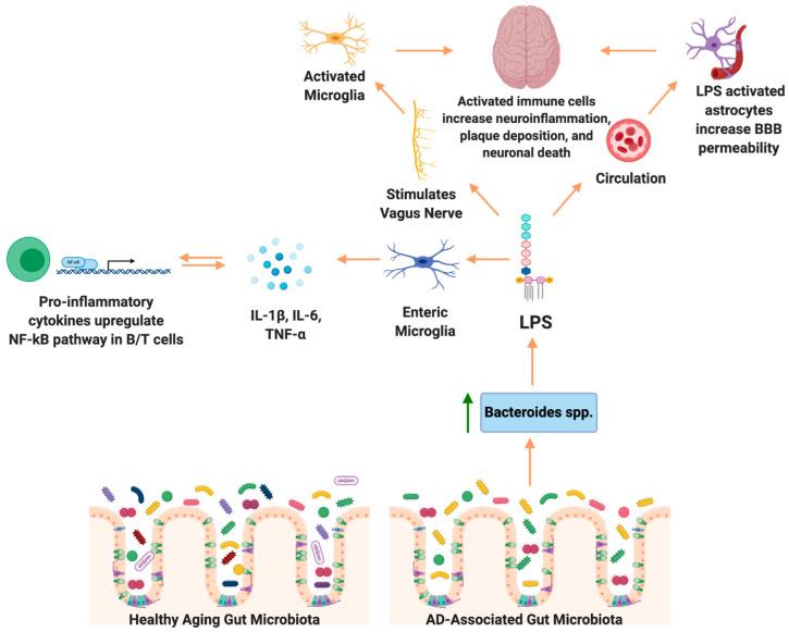 https://cdn.ncbi.nlm.nih.gov/pmc/blobs/ac5c/7693835/078629689f6e/brainsci-10-00814-g001.jpg