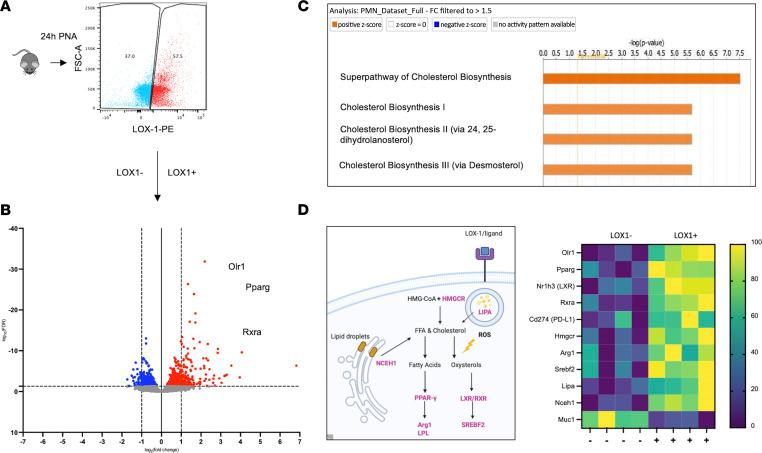 https://cdn.ncbi.nlm.nih.gov/pmc/blobs/ac82/9746901/e598b45c4457/jciinsight-7-149955-g263.jpg