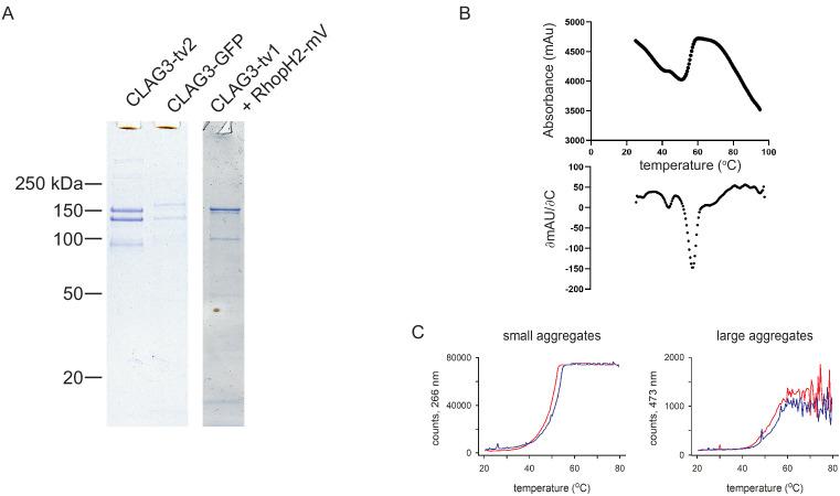 https://cdn.ncbi.nlm.nih.gov/pmc/blobs/ac96/7840181/1b39d6d11d5c/elife-65282-fig1-figsupp2.jpg