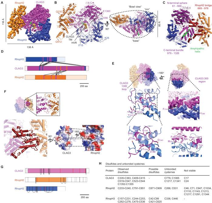 https://cdn.ncbi.nlm.nih.gov/pmc/blobs/ac96/7840181/e8d2cf1e322c/elife-65282-fig2.jpg