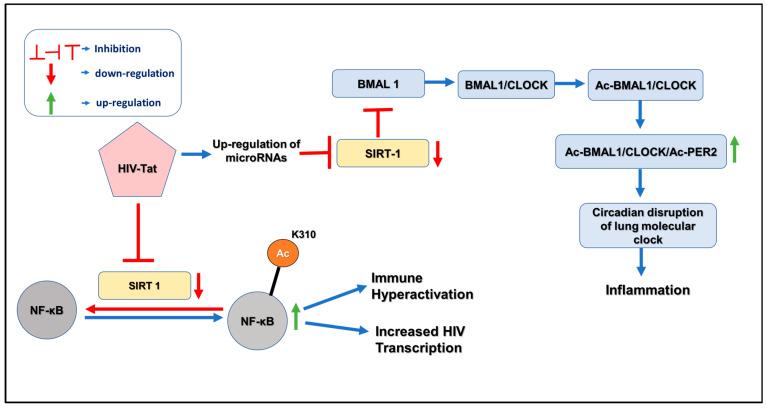 https://cdn.ncbi.nlm.nih.gov/pmc/blobs/acdc/10253051/711b36109ac3/ijms-24-09140-g002.jpg