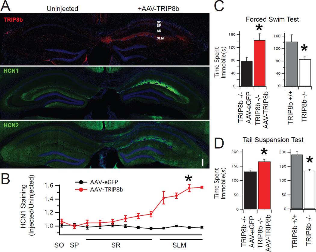 https://cdn.ncbi.nlm.nih.gov/pmc/blobs/ad3a/5233690/d3b03e2fb53e/nihms786106f2.jpg