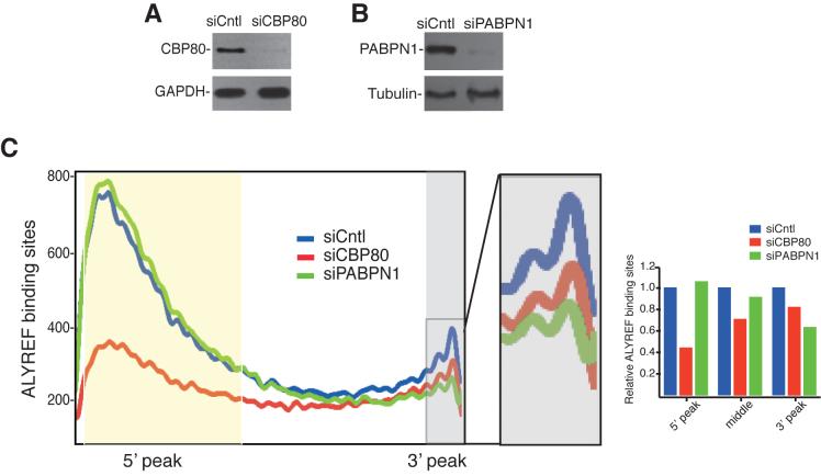 https://cdn.ncbi.nlm.nih.gov/pmc/blobs/ad74/5766156/3fd4cdef1469/gkx597fig3.jpg