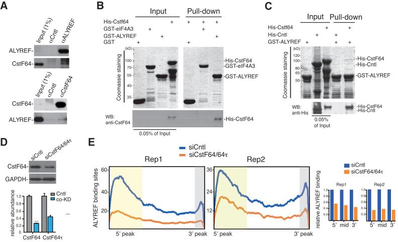 https://cdn.ncbi.nlm.nih.gov/pmc/blobs/ad74/5766156/a600f1b643b7/gkx597fig4.jpg